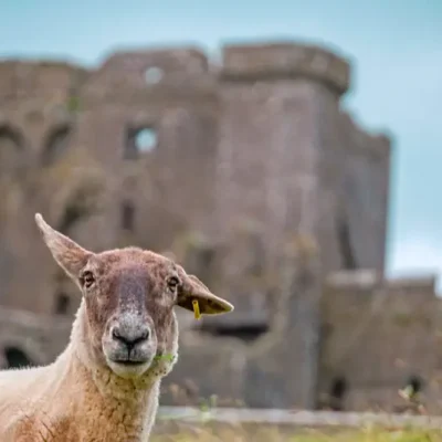 web_gb_dyr_800x534_shutterstock-id1580153092